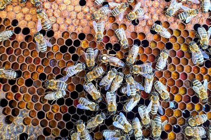 Показано вредное влияние ЛЭП на медоносных пчел