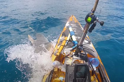 Рыбак отбился от вцепившейся в его лодку огромной акулы и попал на видео