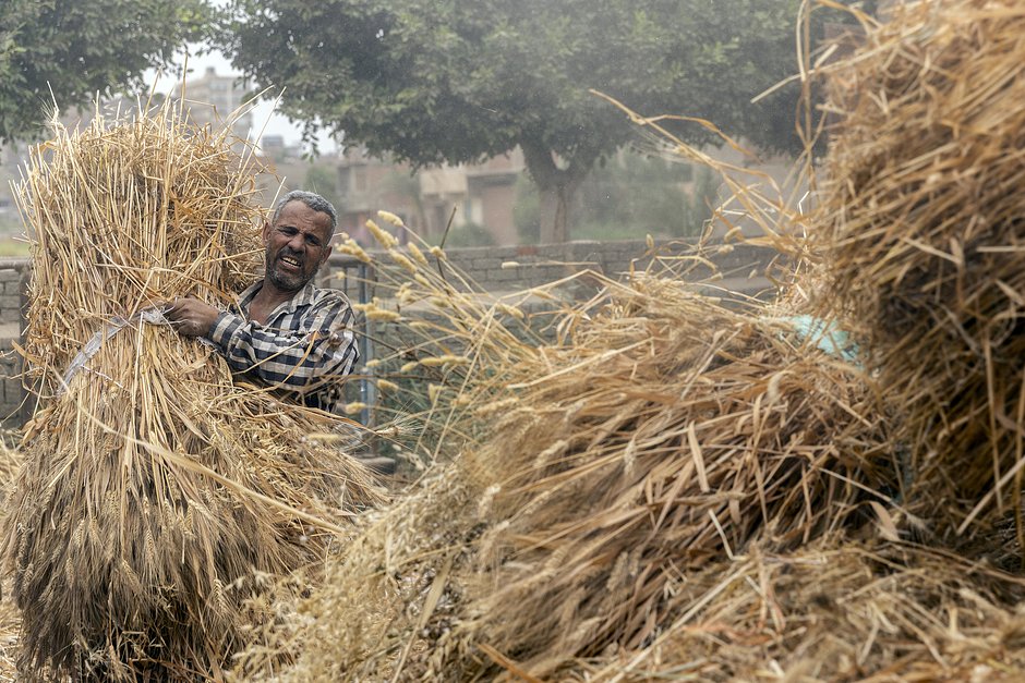 Египетский фермер собирает урожай пшеницы на острове Курсайя в Каире, 16 мая 2022 года