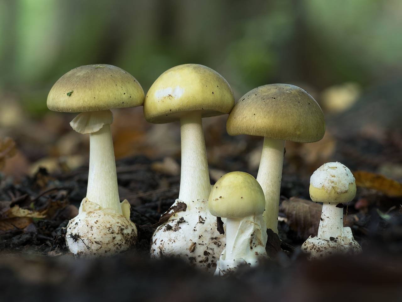 ядовитые грибы владимирской области фото