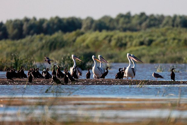 Вводная картинка