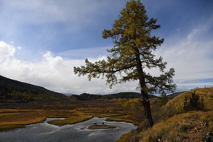 Многовековые сосны получат статус памятника природы в Алтайском крае