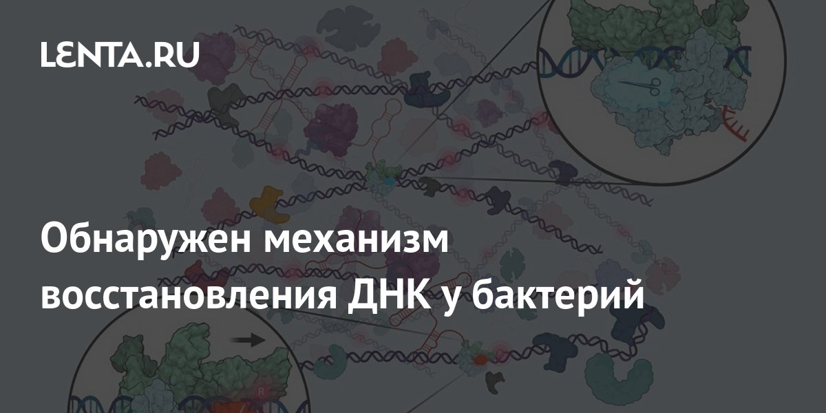 Обнаружен механизм восстановления ДНК у бактерий: Наука: Наука и ...