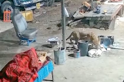 Леопард похитил спящую рядом с хозяином собаку и попал на видео