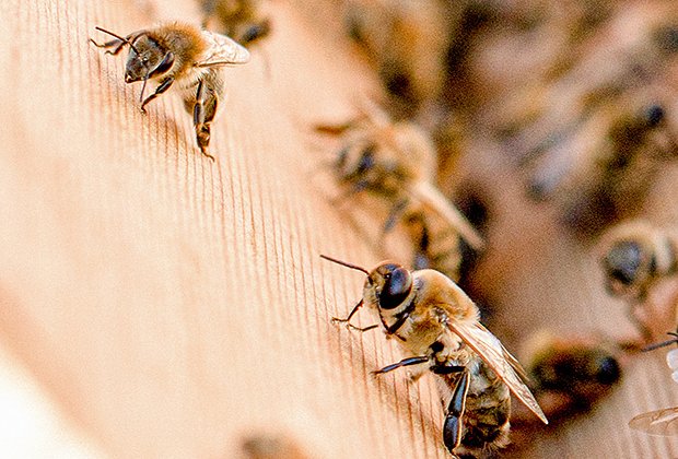 Укус осы: последствия и первая помощь - статья на МЦ «ЛОТОС»