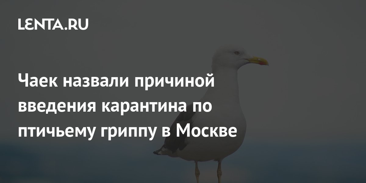 Девушку чайкой зовут. Причины введения карантина. Почему чаек зовут чайками. Почему Чайка называется чайкой Чехова?. Мертвые Чайки в Борисовских прудах.