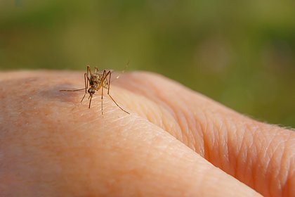 Россиянам раскрыли эффективный способ отпугнуть комаров