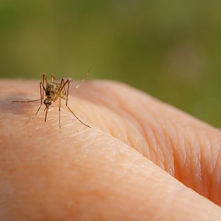 Отпугиватели и уничтожители насекомых