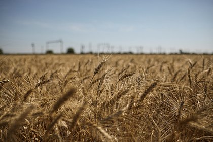 Китаю оказалась не нужна российская пшеница