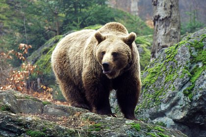 В российском регионе медведь растерзал бампер сбившего его автомобиля