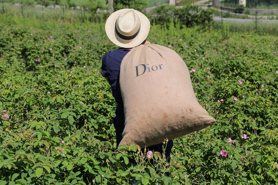 Рабочий несет розы в мешке с логотипом Dior недалеко от Граса