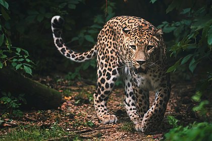 В Уссурийском заповеднике спустя полвека появились дикие леопарды