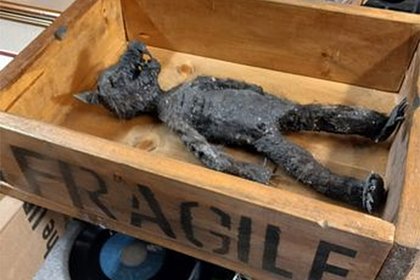 Похожая на антропоморфную крысу мумия появилась в музее и озадачила сотрудников