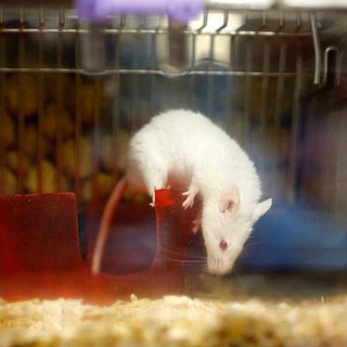 Впервые восстановлен слух у старых мышей с помощью генетического редактирования