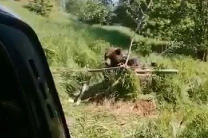 Россияне спасли упавшего в колодец медведя
