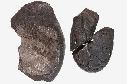 Неандертальцы оказались производителями синтетических материалов