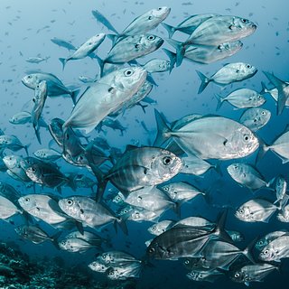 Изменение климата заставило рыб мигрировать к полюсам