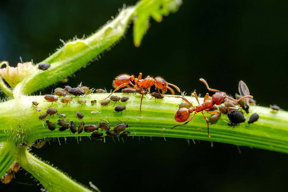 Что делать с укусом муравья | Купрум