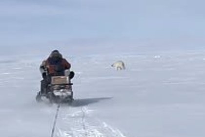 Сопровождающего россиян на снегоходе белого медведя сняли на видео