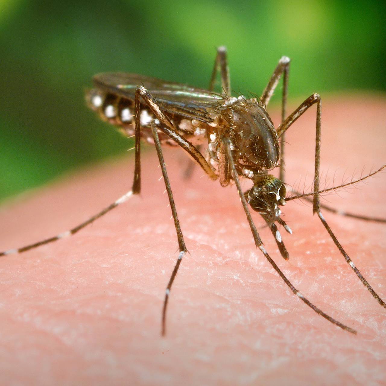 Комары принесли в Россию болезни из жарких стран
