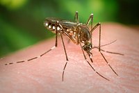 Как избавиться от комаров в квартире и на участке? Эффективные способы борьбы с комарами в городе и на даче