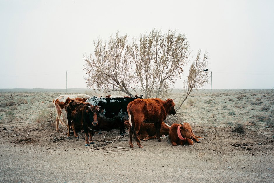 Коровы у дороги близ Муйнака, Узбекистан, 12-15 апреля 2023 года