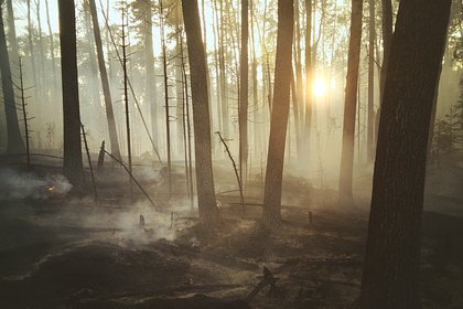В Германии лесной пожар разгорелся на полигоне с боеприпасами
