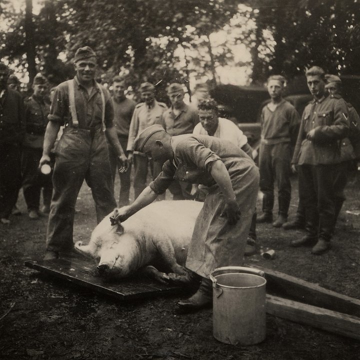 Немецкий повар моет свинью, забитую на мясо для питания немецких солдат. Коростень, Украина, СССР. Август — сентябрь 1941 года