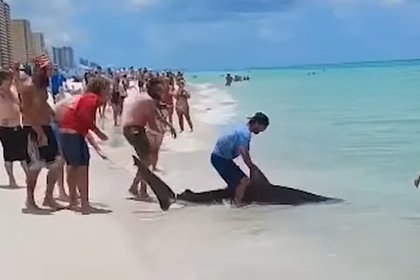 Рыбак оседлал двухметровую акулу и попал на видео