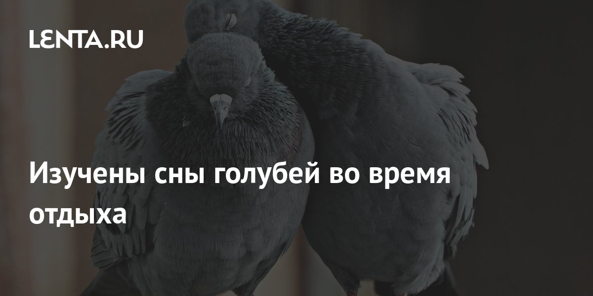 белая голубка. к чему снятся голуби во сне женщине. породы белых голубей. к чему снятся голуби. к чему снятся голуби во сне женщине.