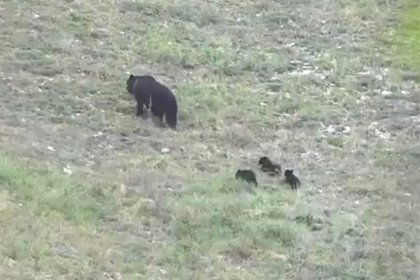 Медведицу с тремя медвежатами заметили и сняли на видео в российском нацпарке