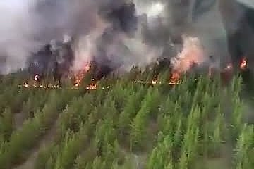 В России огромный лесной пожар с пламенем выше деревьев сняли на видео