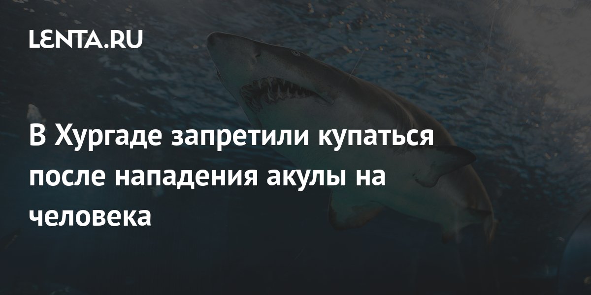 Нападение акул в шарм эль шейхе. В египте акула напала на туристку. Нападение акул в шарм эль шейхе. Акула в море. В каком отеле египта было нападение акул.