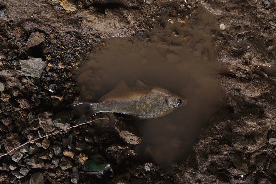 Рыба из канала Кунград, город Ходжейли, Узбекистан, 12-15 апреля 2023 года