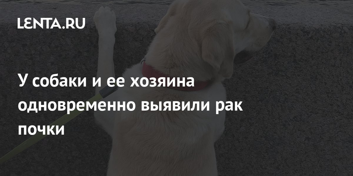 У собаки и ее хозяина одновременно выявили рак почки: Люди: Из жизни ...