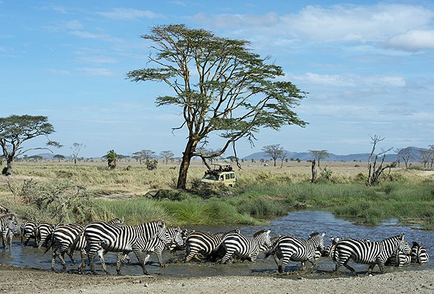 На сафари в Танзании