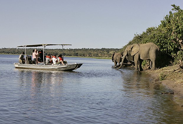 Туристы в Ботсване смотрят на слонов