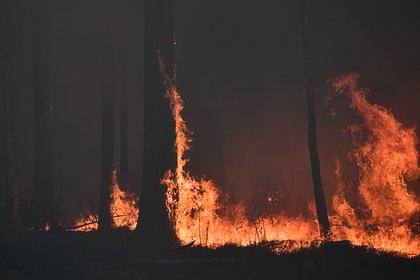 В Свердловской области произошло четыре лесных пожара