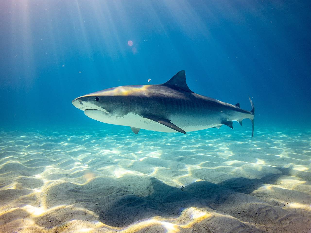 Огромная рыба целиком проглотила акулу на глазах у рыбаков: Звери: Из жизни: Lenta.ru