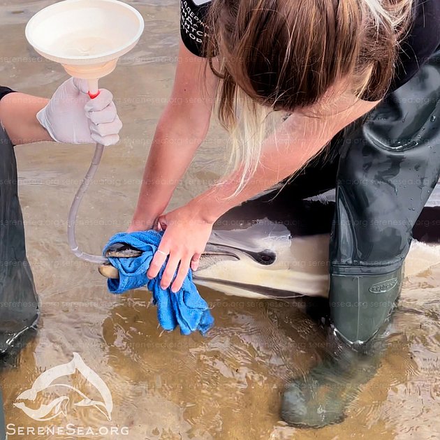 Волонтеры помогают обезвоженному дельфину 