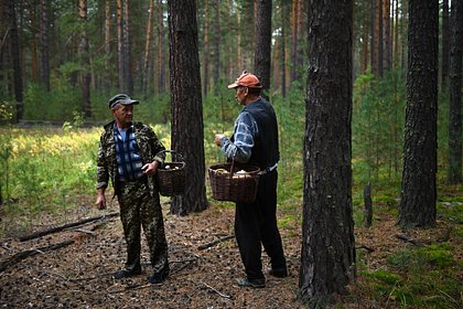 Россиянам рассказали о способах не заблудиться в лесу