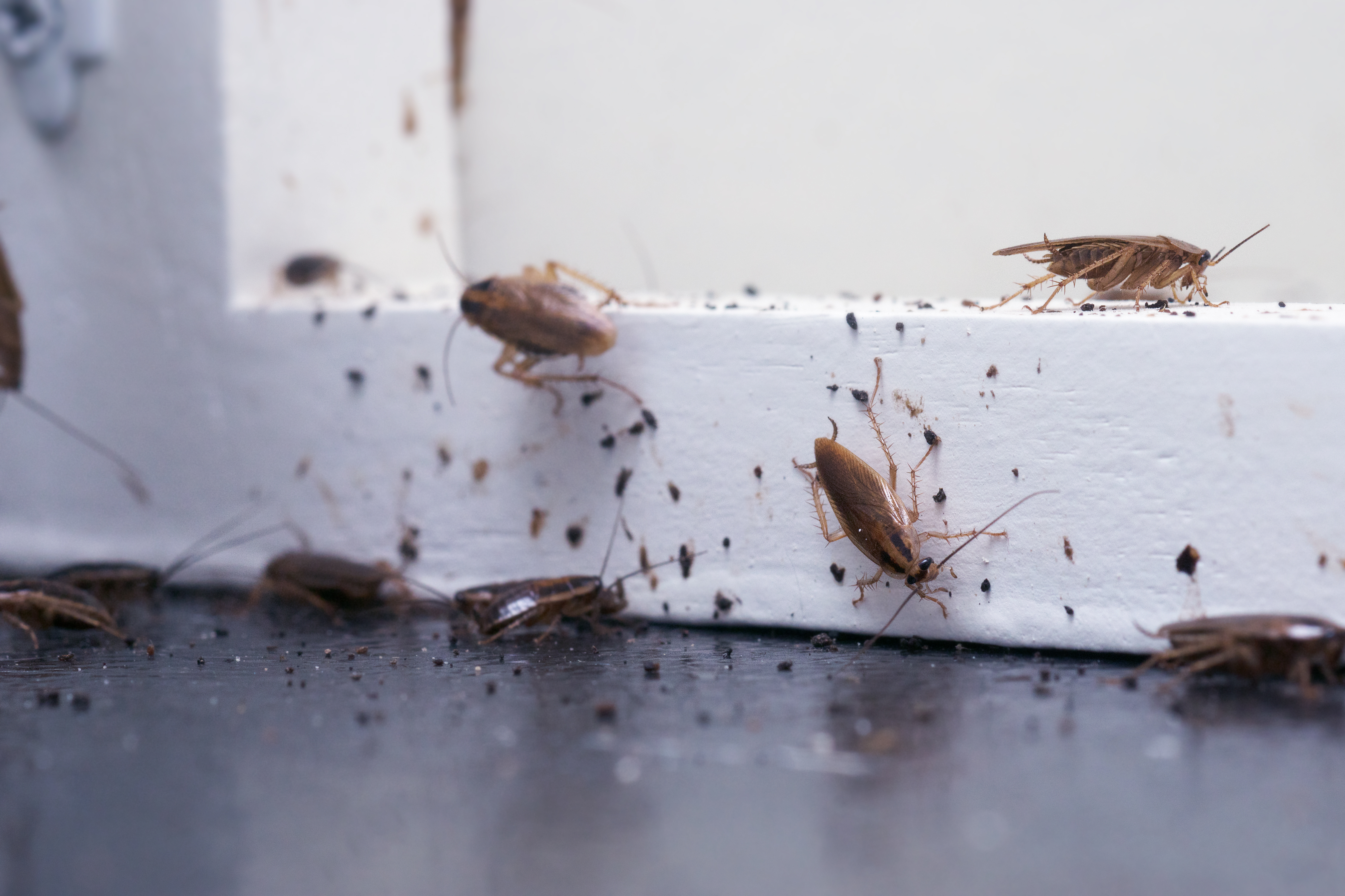 Как избавиться от тараканов: народные средства