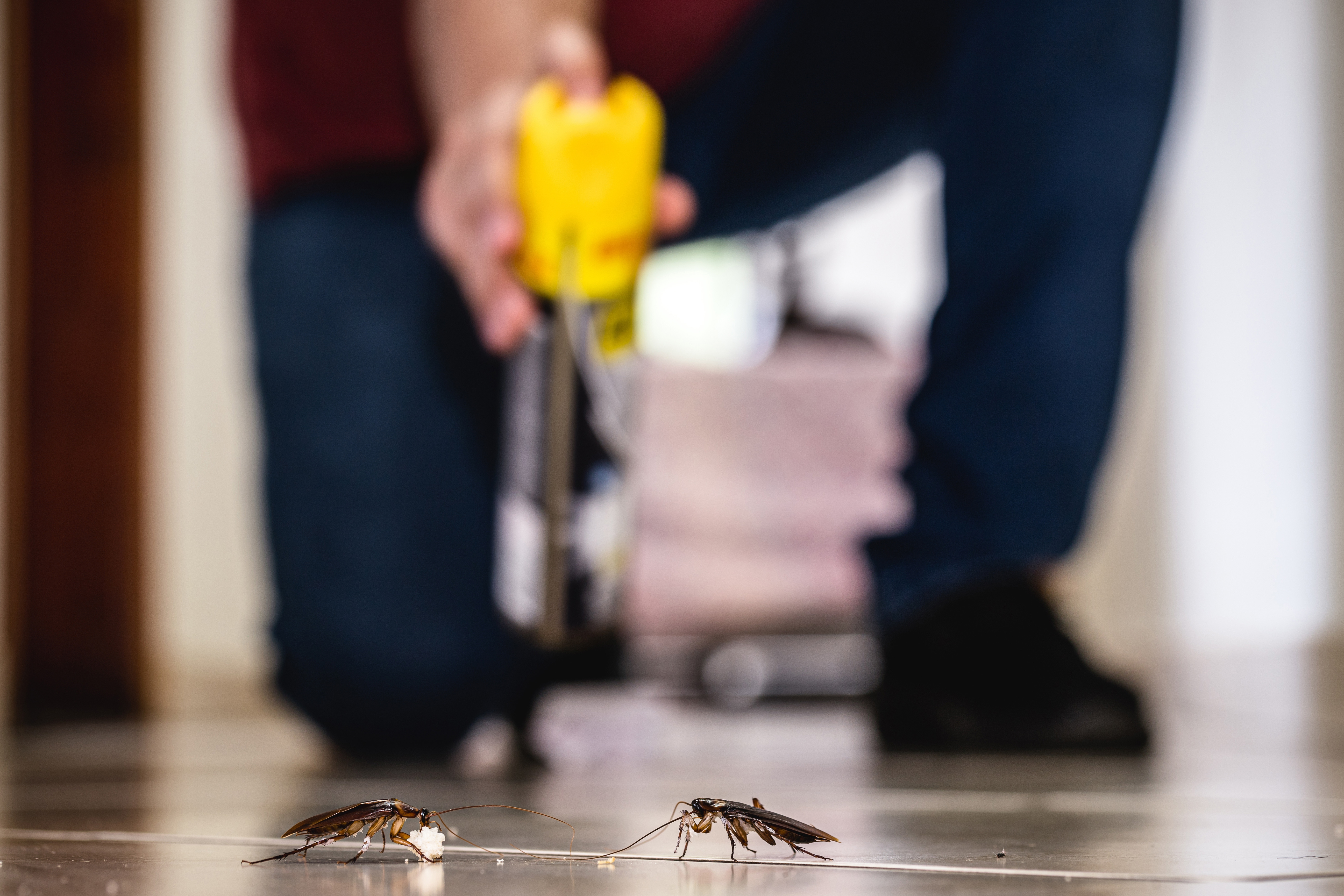 Как избавиться от домовых муравьев народными средствами