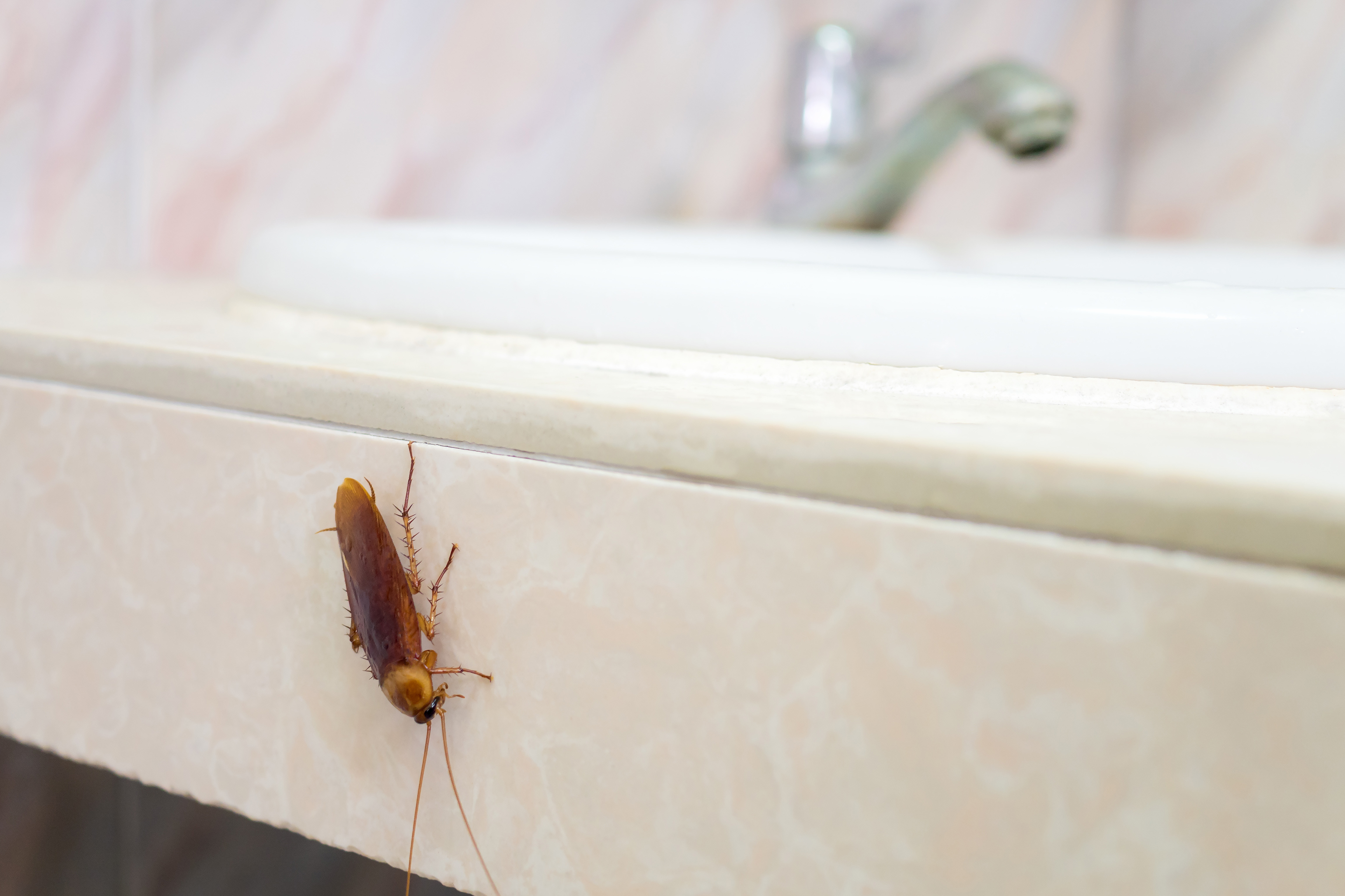 Как вывести и чем травить тараканов и можно ли их вывести навсегда?