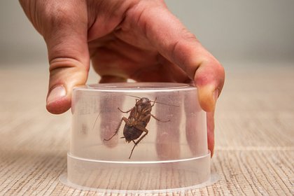 От тараканов не осталось следа: готовим эффективное средство своими руками