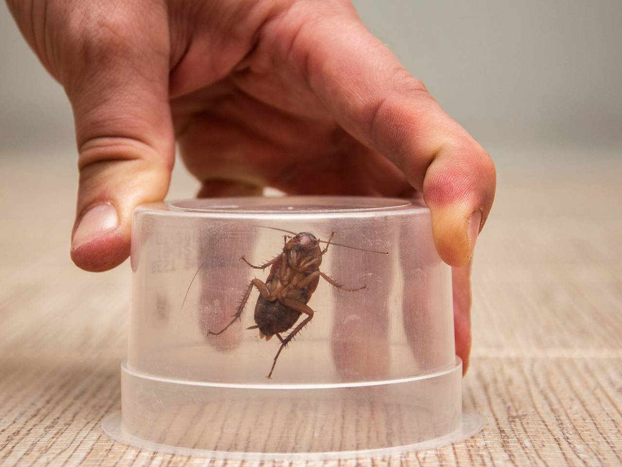Быстрый и эффективный способ изготовить отраву для тараканов из борной кислоты в домашних условиях