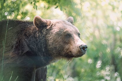 В Иркутской области любопытный медведь проверил работу фотоловушки