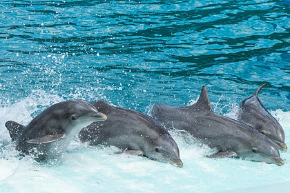 Стало известно об удвоении количества боевых дельфинов в Севастополе