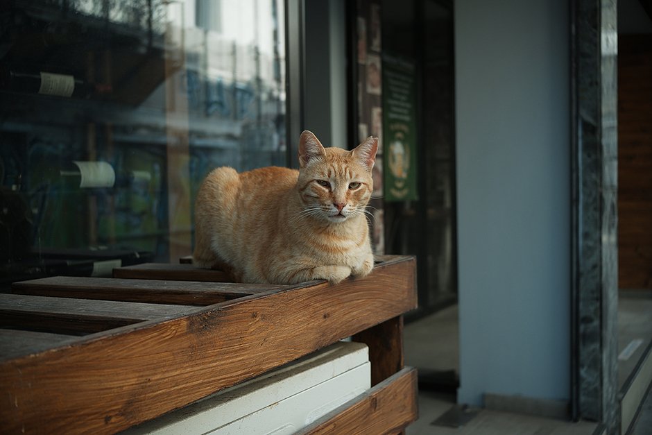 Хорошие новости для любителей животных — на Кипре чрезвычайно много кошек и все они идут на контакт