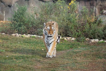 Отловленную в Хабаровском крае тигрицу выпустили в Приморье